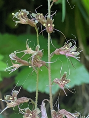 Tolmiea diplomenziesii