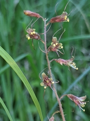 Tolmiea diplomenziesii