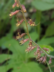 Tolmiea diplomenziesii