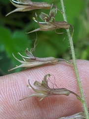 Tolmiea diplomenziesii