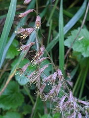 Tolmiea diplomenziesii