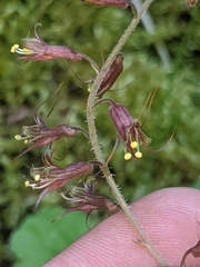 Tolmiea diplomenziesii