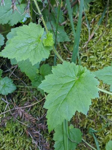 Image of Piggyback Plant (Tolmiea diplomenziesii) by no rights reserved
