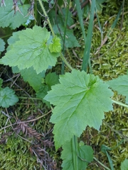 Tolmiea diplomenziesii