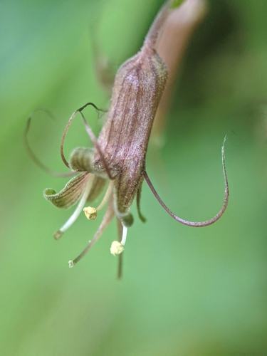 Image of Piggyback Plant (Tolmiea diplomenziesii) by no rights reserved
