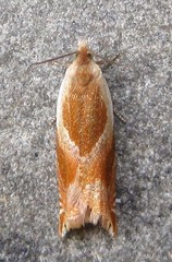 Ancylis mira
