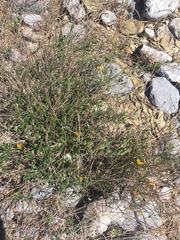 Wedelia acapulcensis