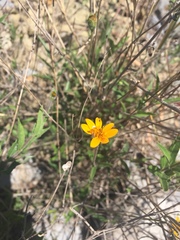 Wedelia acapulcensis