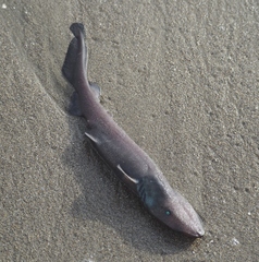 Apristurus brunneus