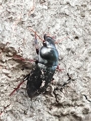 Anisodactylus binotatus