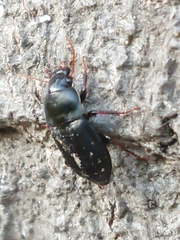 Anisodactylus binotatus