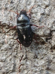 Anisodactylus binotatus