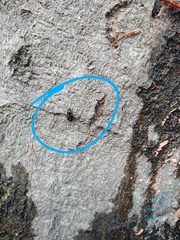 Anisodactylus binotatus