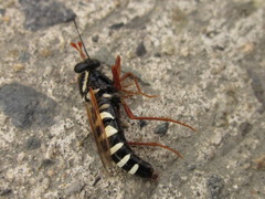 Mitrodetus dentitarsis