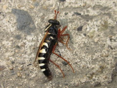 Mitrodetus dentitarsis