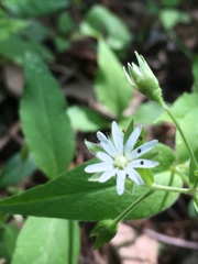 Stellaria corei