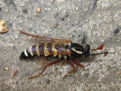 Mitrodetus dentitarsis