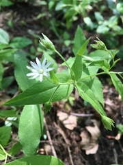 Stellaria corei
