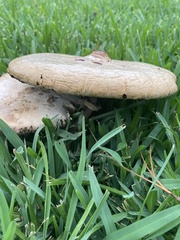 Chlorophyllum molybdites image