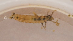 Glossosoma nigrior