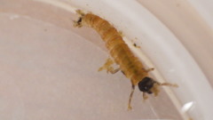 Glossosoma nigrior