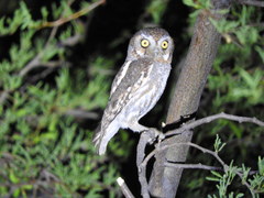 Micrathene whitneyi