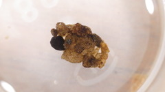 Glossosoma nigrior