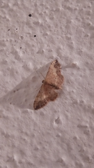 Idaea efflorata