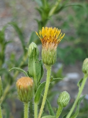 Heterotheca oregona