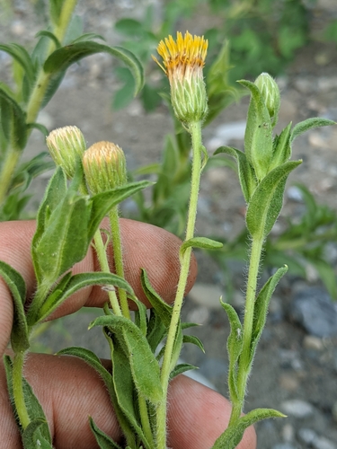 Image of Heterotheca oregona by no rights reserved