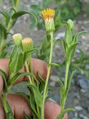 Heterotheca oregona