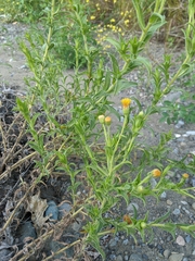 Heterotheca oregona