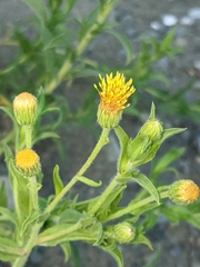 Heterotheca oregona