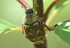 Hoplia trifasciata
