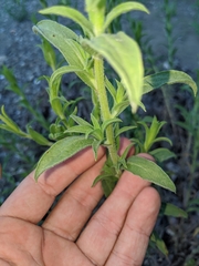 Heterotheca oregona