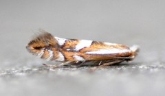 Phyllonorycter propinquinella