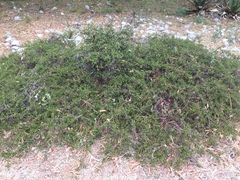 Ceanothus buxifolius