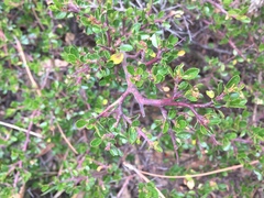 Ceanothus buxifolius