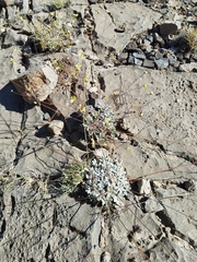 Eriogonum havardii