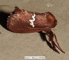 Monoleuca semifascia