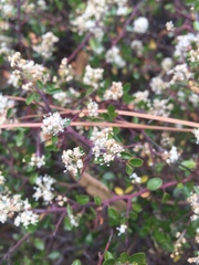 Ceanothus buxifolius
