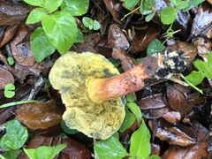 Hortiboletus campestris