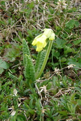 Primula