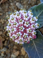 Asclepias solanoana