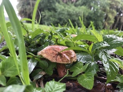 Hortiboletus campestris
