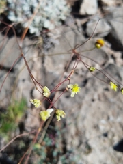 Eriogonum havardii