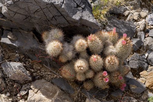 San Andres Mountain Foxtail Cactus (Escobaria sandbergii)