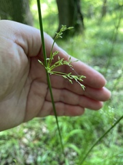 Juncus pylaei