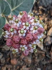 Asclepias solanoana