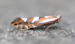 Phyllonorycter propinquinella